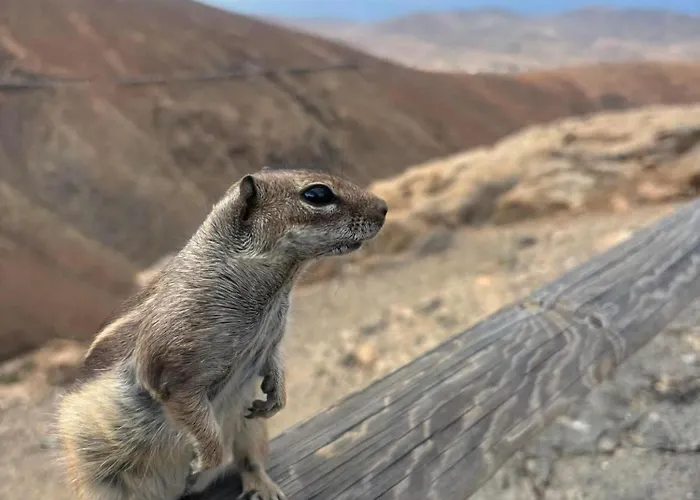 Paraíso Del Mar Corralejo